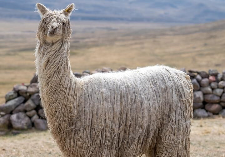 BABY ALPACA VS SURI ALPACA: LUXURY BUYER’S GUIDE