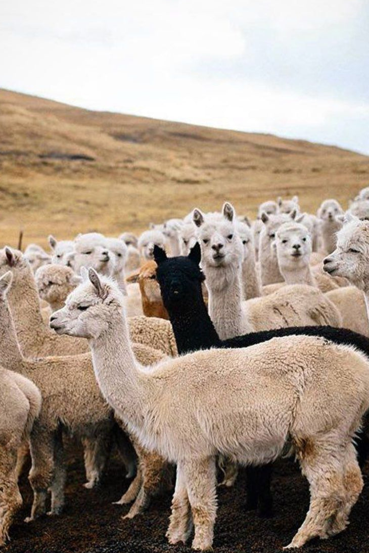 BABY ALPACA VS SURI ALPACA: LUXURY BUYER'S GUIDE – TOM GUTIE